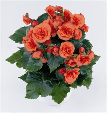 Photos von Blumenvarianten benutzt als: Terrasse, Beet Begonia Solenia Orange
