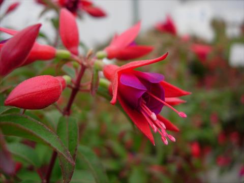 Photos von Blumenvarianten benutzt als: Terrasse, Ampel Fuchsia Electric Light