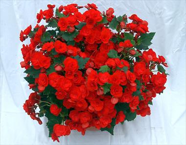Photos von Blumenvarianten benutzt als: Terrasse, Beet Begonia Solenia Red Improved