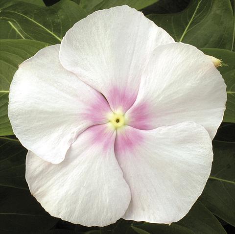 Photos von Blumenvarianten benutzt als: Topf, Beet, Terrasse, Ampel Catharanthus roseus - Vinca Vitesse Blush