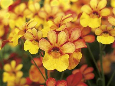 Photos von Blumenvarianten benutzt als: Topf, Terrasse, Ampel. Nemesia Sunsatia™ Kumquat