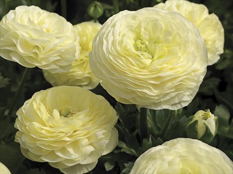 Photos von Blumenvarianten benutzt als: Topf und Beet Ranunculus asiaticus Maché Cream