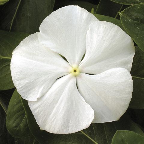 Photos von Blumenvarianten benutzt als: Topf, Beet, Terrasse, Ampel Catharanthus roseus - Vinca Vitesse White