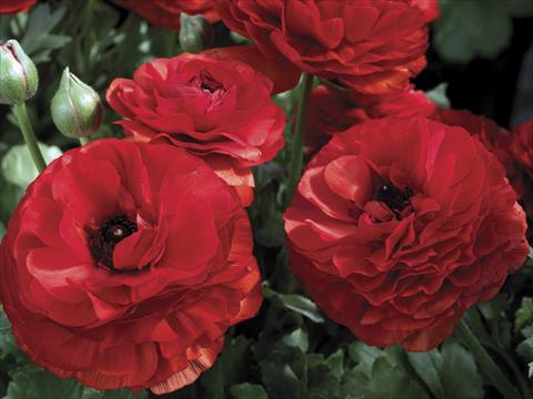 Photos von Blumenvarianten benutzt als: Topf und Beet Ranunculus asiaticus Mache Red