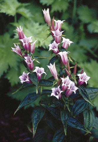 Photos von Blumenvarianten benutzt als: Topf und Beet Gentiana asclepiadea Pink Swallow