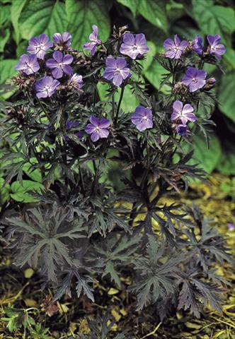 Photos von Blumenvarianten benutzt als: Topf und Beet Geranium pratense Dark Reiter