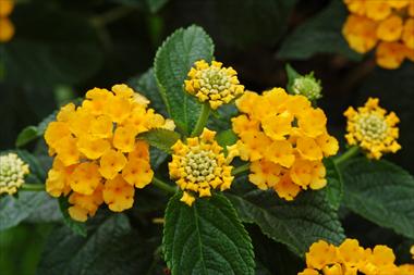 Photos von Blumenvarianten benutzt als: Topf, Beet, Terrasse, Ampel Lantana camara Suntana Gold