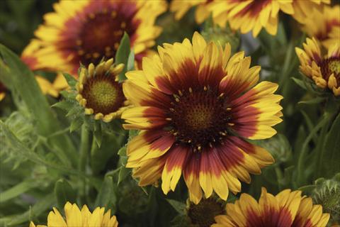 Photos von Blumenvarianten benutzt als: Topf Gaillardia Sunburst T Yelloww Red