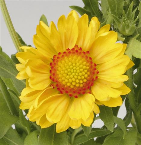 Photos von Blumenvarianten benutzt als: Topf Gaillardia Sunburst T Orange