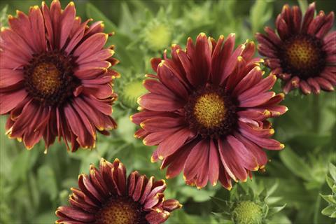 Photos von Blumenvarianten benutzt als: Topf Gaillardia Sunburst T Red with Yellow Tip