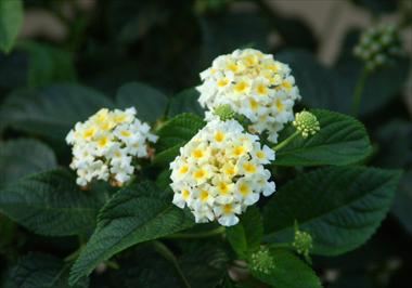 Photos von Blumenvarianten benutzt als: Topf, Beet, Terrasse, Ampel Lantana camara Suntana White