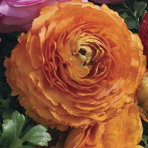 Photos von Blumenvarianten benutzt als: Topf Ranunculus asiaticus Magic Orange