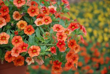 Photos von Blumenvarianten benutzt als: Terrasse, Ampel Calibrachoa Superbells Orange
