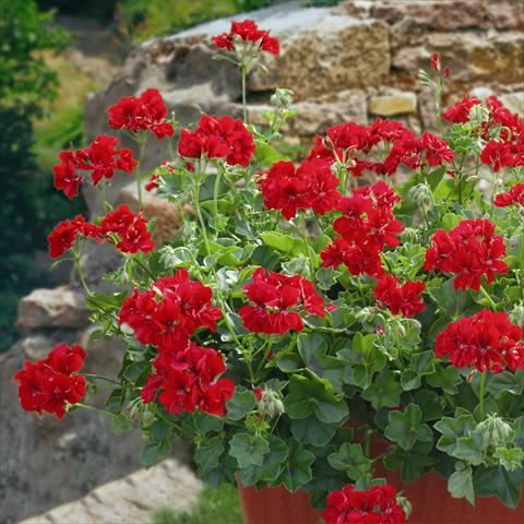 Photos von Blumenvarianten benutzt als: Terrasse, Topf Pelargonium zonale Gen® Fireball