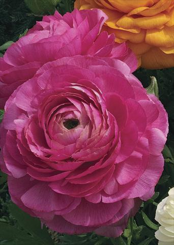 Photos von Blumenvarianten benutzt als: Topf Ranunculus asiaticus Magic Rose