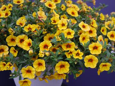 Photos von Blumenvarianten benutzt als: Terrasse, Ampel Calibrachoa Superbells Yellow