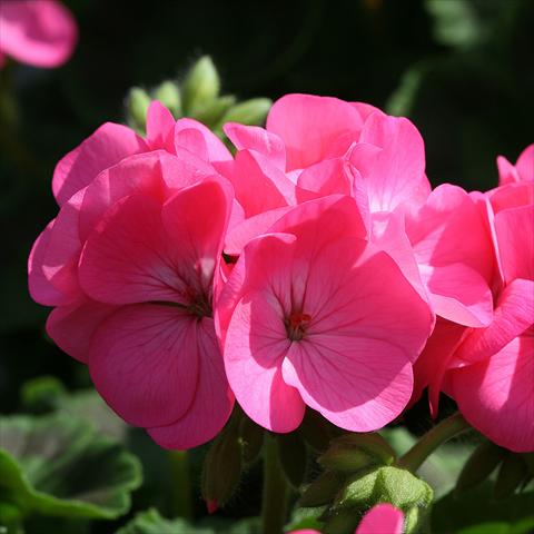 Photos von Blumenvarianten benutzt als: Topf Pelargonium zonale Inspire Rose