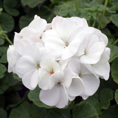 Photos von Blumenvarianten benutzt als: Topf Pelargonium zonale Inspire White