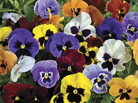 Photos von Blumenvarianten benutzt als: Topf und Beet Viola wittrockiana Mariposa Blotch Mix