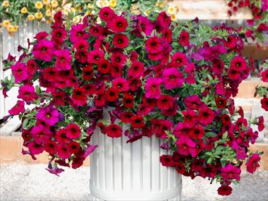 Photos von Blumenvarianten benutzt als: Topf, Terrasse, Ampel. Calibrachoa Supercal Magenta