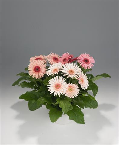 Photos von Blumenvarianten benutzt als: Topf Gerbera jamesonii Royal Pink