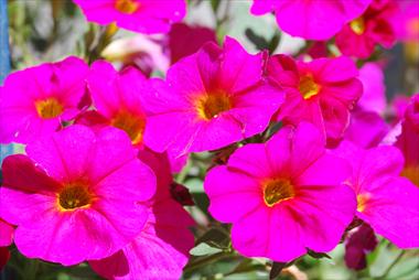 Photos von Blumenvarianten benutzt als: Topf, Terrasse, Ampel. Calibrachoa Supercal Pink