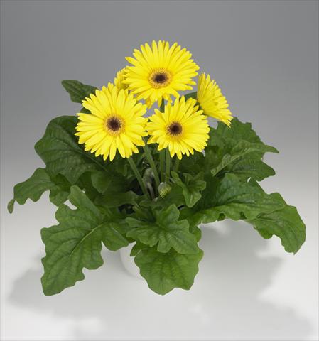Photos von Blumenvarianten benutzt als: Ampel/Topf Gerbera jamesonii Royal Yellow 8131