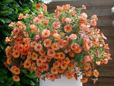 Photos von Blumenvarianten benutzt als: Topf, Terrasse, Ampel. Calibrachoa Supercal Terracotta