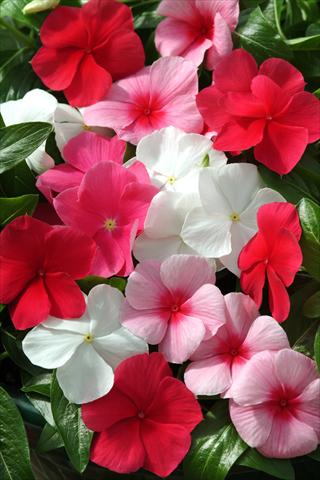 Photos von Blumenvarianten benutzt als: Beet, Topf oder Ampel Catharanthus roseus - Vinca Mediterranean Lipstick Mix XP