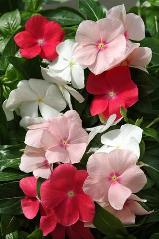 Photos von Blumenvarianten benutzt als: Beet, Topf oder Ampel Catharanthus roseus - Vinca Mediterranean Peach Colada Mix XP