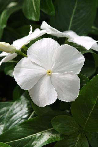 Photos von Blumenvarianten benutzt als: Beet, Topf oder Ampel Catharanthus roseus - Vinca Mediterranean White XP