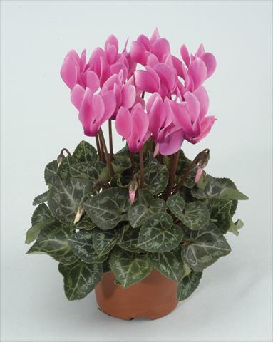 Photos von Blumenvarianten benutzt als: Topf und Beet Cyclamen persicum Midori Pink