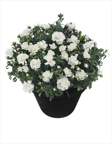 Photos von Blumenvarianten benutzt als: Topf Dianthus Moonstone