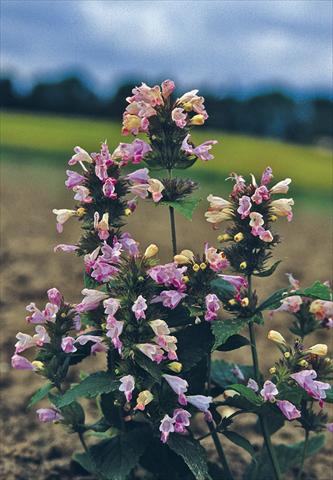 Photos von Blumenvarianten benutzt als: Beet- / Rabattenpflanze Nepeta subsessilis Pink Dreams