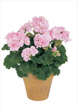 Photos von Blumenvarianten benutzt als: Topf, Beet, Terrasse Pelargonium zonale Trend Rose