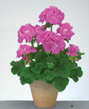 Photos von Blumenvarianten benutzt als: Topf, Beet, Terrasse Pelargonium zonale Trend Lavender