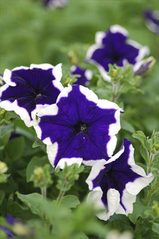 Photos von Blumenvarianten benutzt als: Topf, Terrasse, Ampel. Petunia Niagara Sinai
