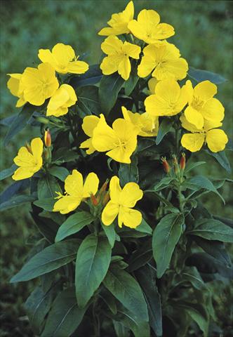 Photos von Blumenvarianten benutzt als: Beet- / Rabattenpflanze Oenothera  pilosella Yella Fella