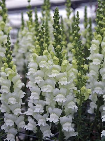 Photos von Blumenvarianten benutzt als: Topf und Beet Antirrhinum majus Opus Fresh White