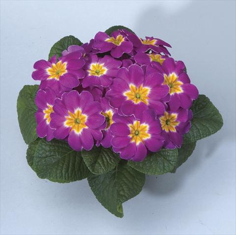 Photos von Blumenvarianten benutzt als: Topf, Beet, Terrasse, Ampel Primula acaulis, veris, vulgaris Orion Lilac Pot