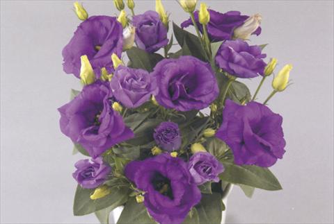 Photos von Blumenvarianten benutzt als: Topf und Beet Lisianthus (Eustoma rusellianum) Rosie Lavender Blue
