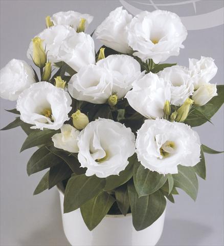 Photos von Blumenvarianten benutzt als: Topf und Beet Lisianthus (Eustoma rusellianum) Rosie White
