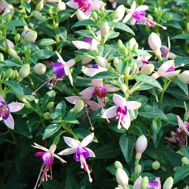 Photos von Blumenvarianten benutzt als: Topf Fuchsia Shadowdancer™ Viona
