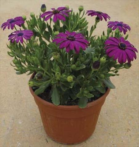 Photos von Blumenvarianten benutzt als: Topf und Beet Osteospermum Astra Dark Copper
