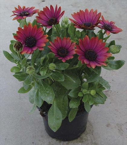 Photos von Blumenvarianten benutzt als: Topf und Beet Osteospermum Astra Red Copper