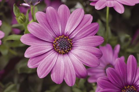 Photos von Blumenvarianten benutzt als: Topf und Beet Osteospermum Tradewinds® Light Purple