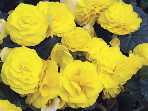 Photos von Blumenvarianten benutzt als: Topf, Beet, Terrasse, Ampel Begonia tuberhybrida GoGo Yellow Imp