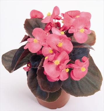 Photos von Blumenvarianten benutzt als: Topf und Beet Begonia semperflorens Nightlife Deep Rose
