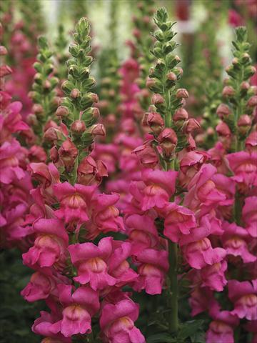 Photos von Blumenvarianten benutzt als: Topf und Beet Antirrhinum majus Overture II Rose