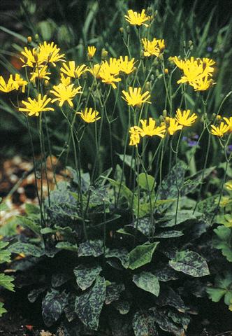Photos von Blumenvarianten benutzt als: Beet- / Rabattenpflanze Hieracium maculatum (spilophaeum) Leopard